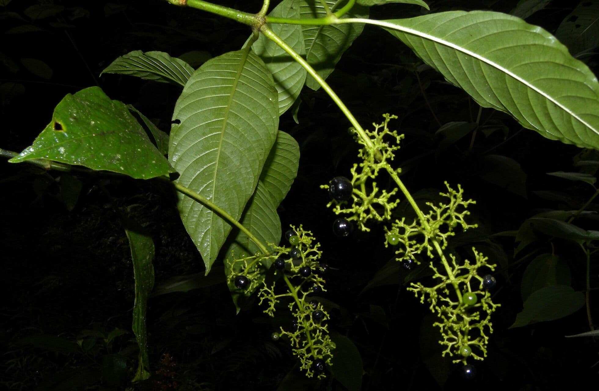 Palicourea 6