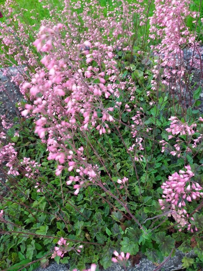 Heuchera 2