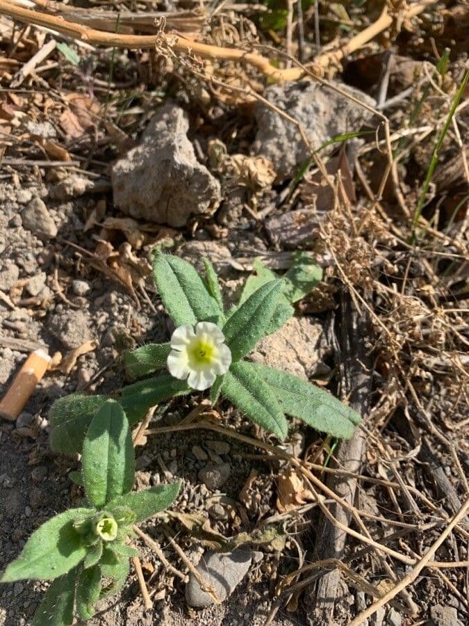 Nonea lutea 5