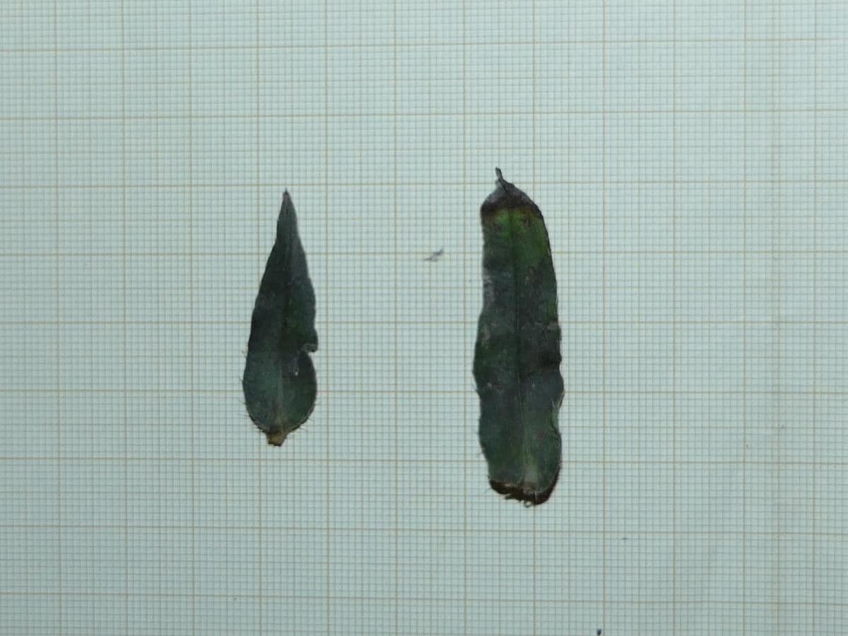 Echium rosulatum 14