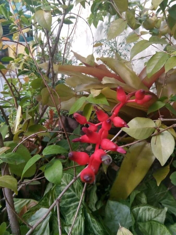 Aechmea nudicaulis