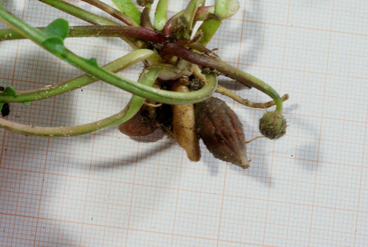 Leontodon tuberoso 28