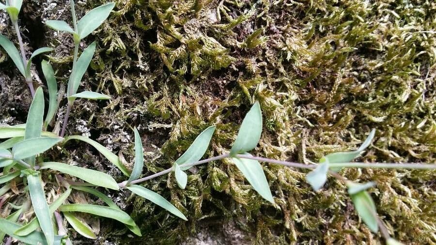 Silene rupestre 12