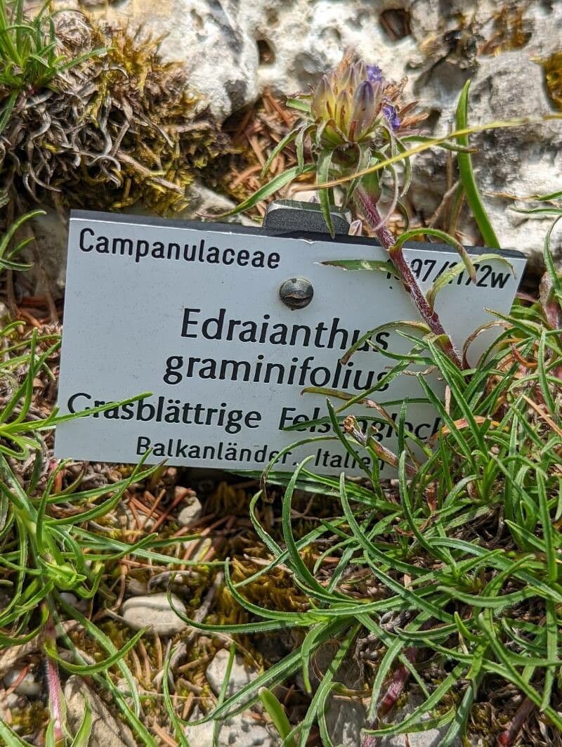 Grasblättrige Glockenblume 9