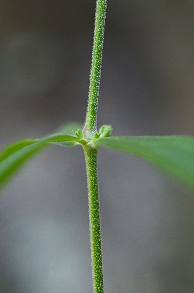 Silene stellata 17