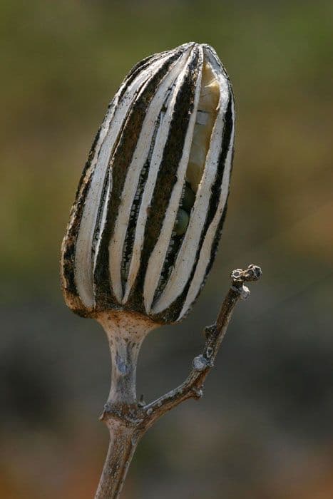 Gombo 3