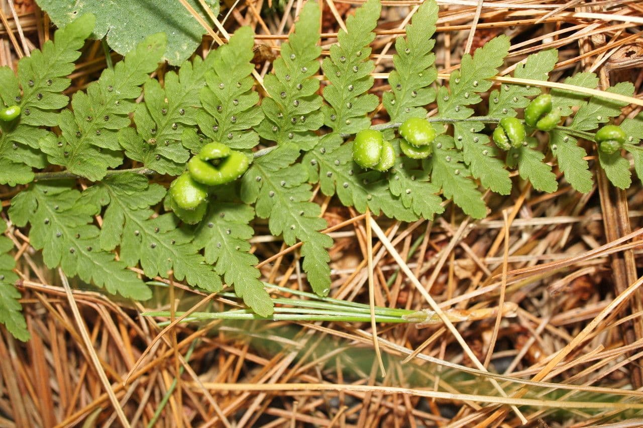Cystopteris bulbifera 4