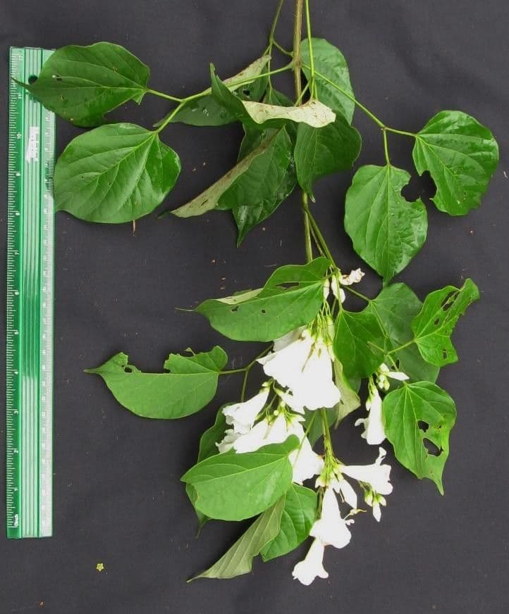 Lundia corimbosa 9