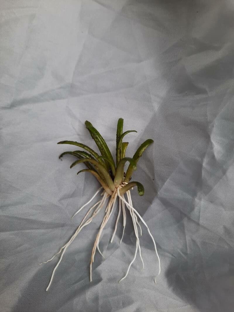 Lobelia acquatica 15