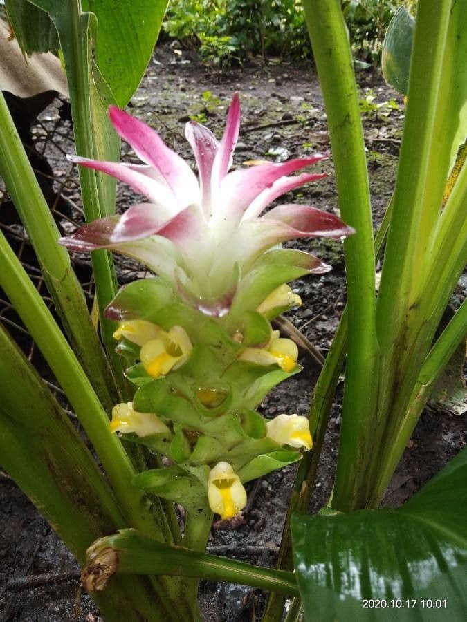 Curcuma 2