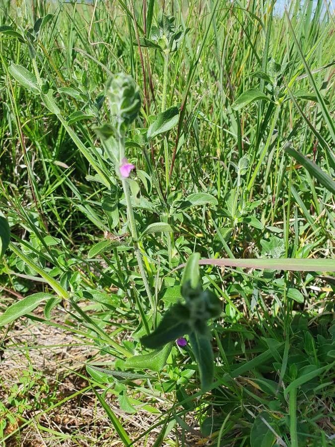 Akanthius diplopteroidny 19