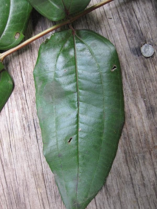 Miconia 5