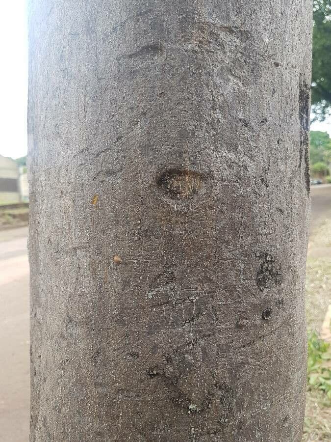 Balfourodendron 14