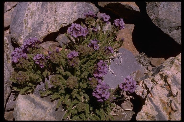 Polemonium 11