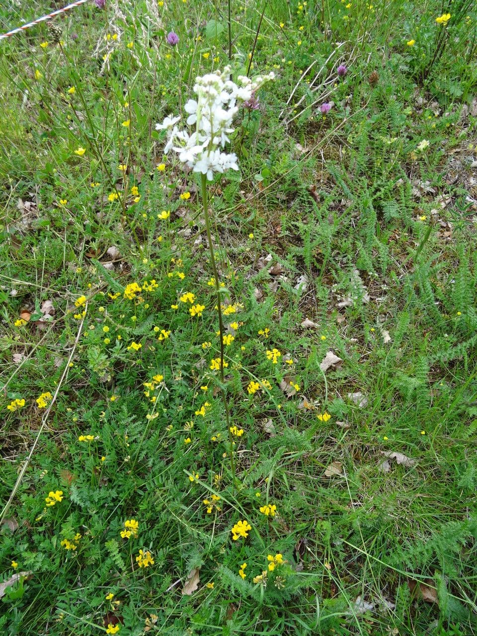 Filipendula comune 12