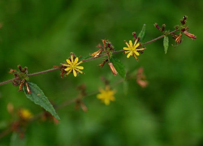 Triumfetta rhomboidea 6