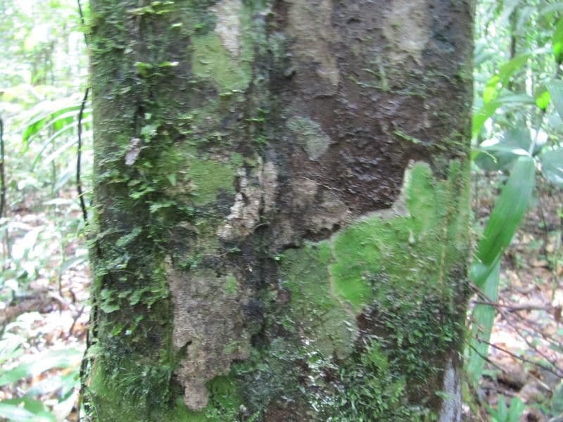 Micrandra 2