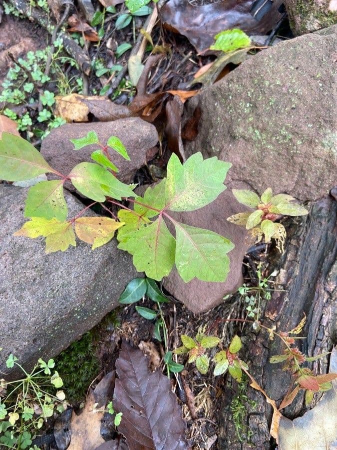 Toxicodendron pubescens 10