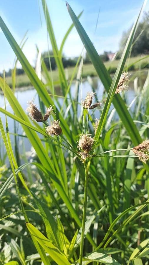 Breitfrüchtiger Spierling 7