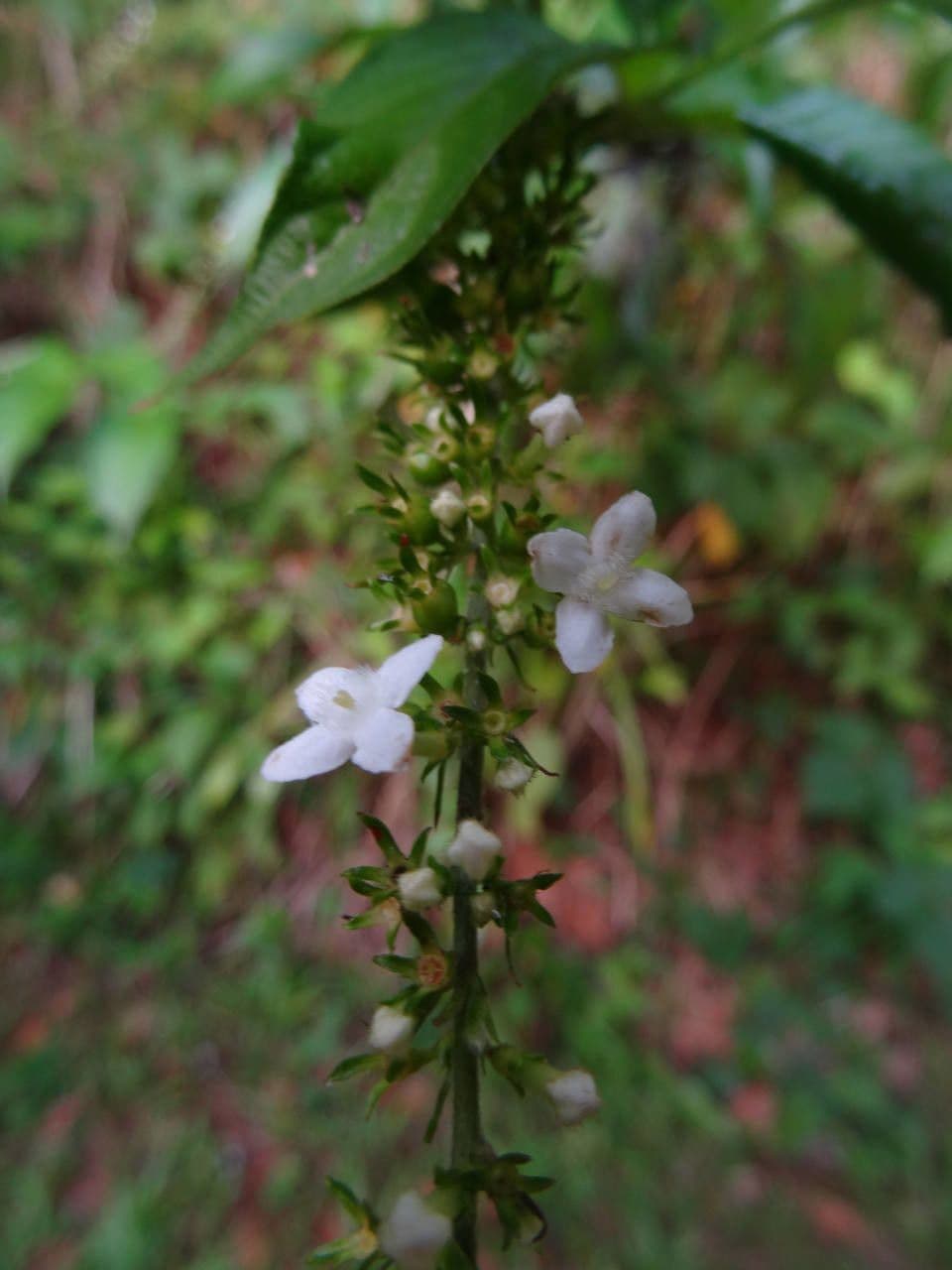 Borstige Gonzalunia 8