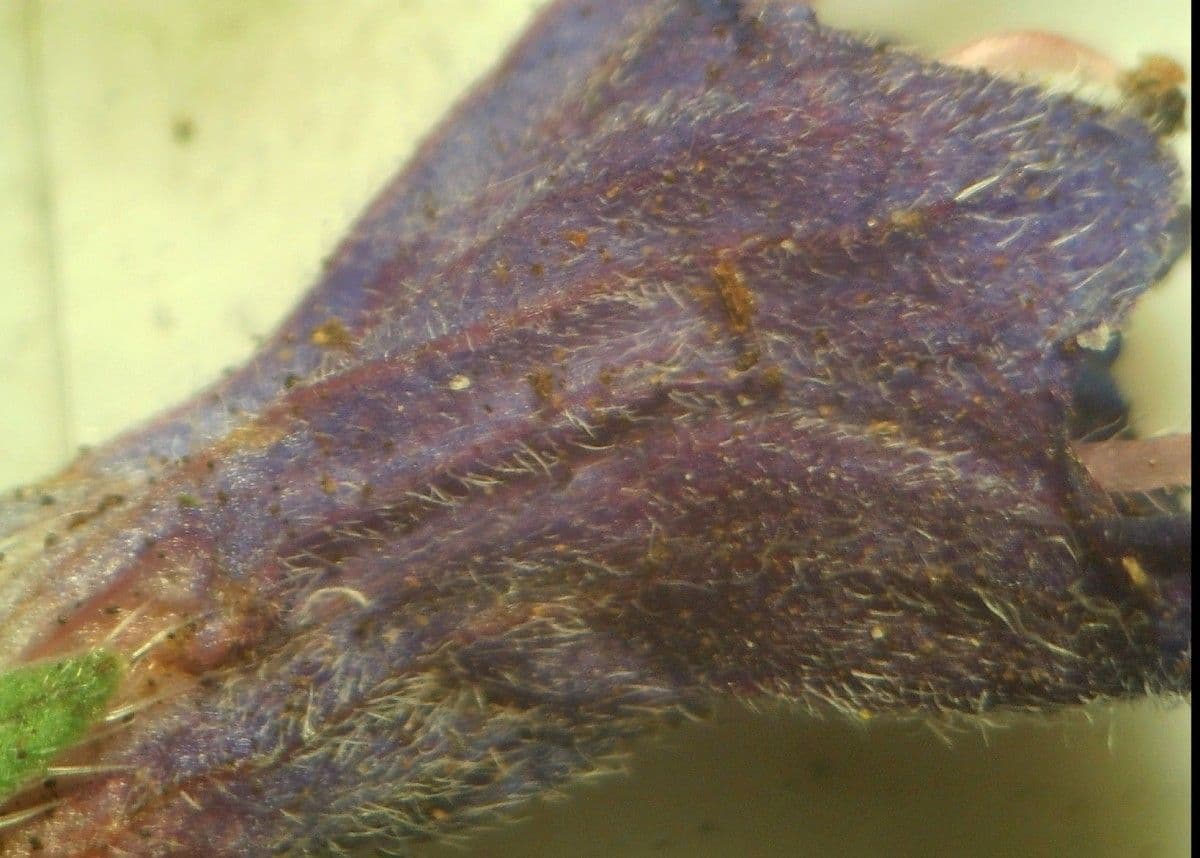 Echium rosulatum 18