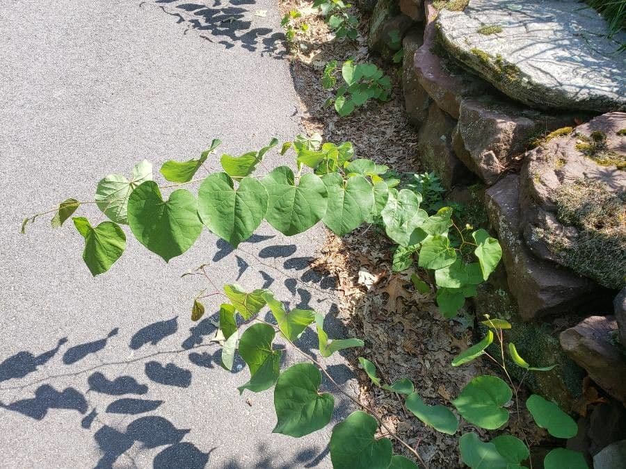 Kanadischer Judasbaum 12
