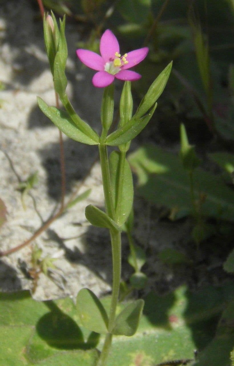 Centaurea minore 26