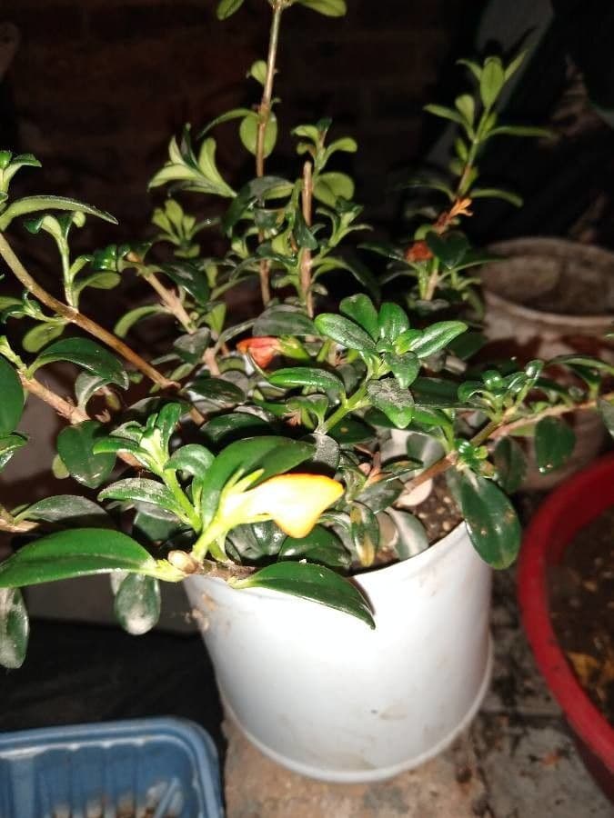 Nematanthus