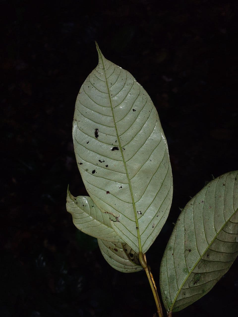 Couepia 2