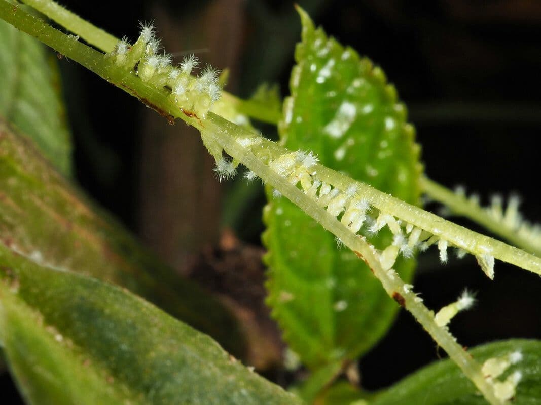 Myriocarpa
