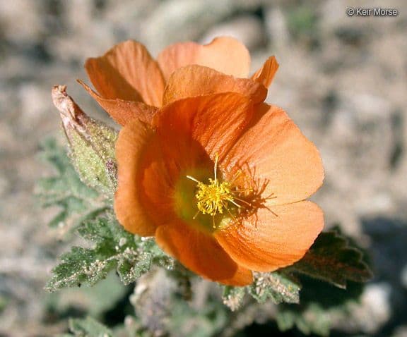Malva di Coulter 4