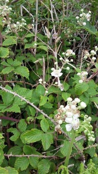 Pyramiden-Brombeere 7