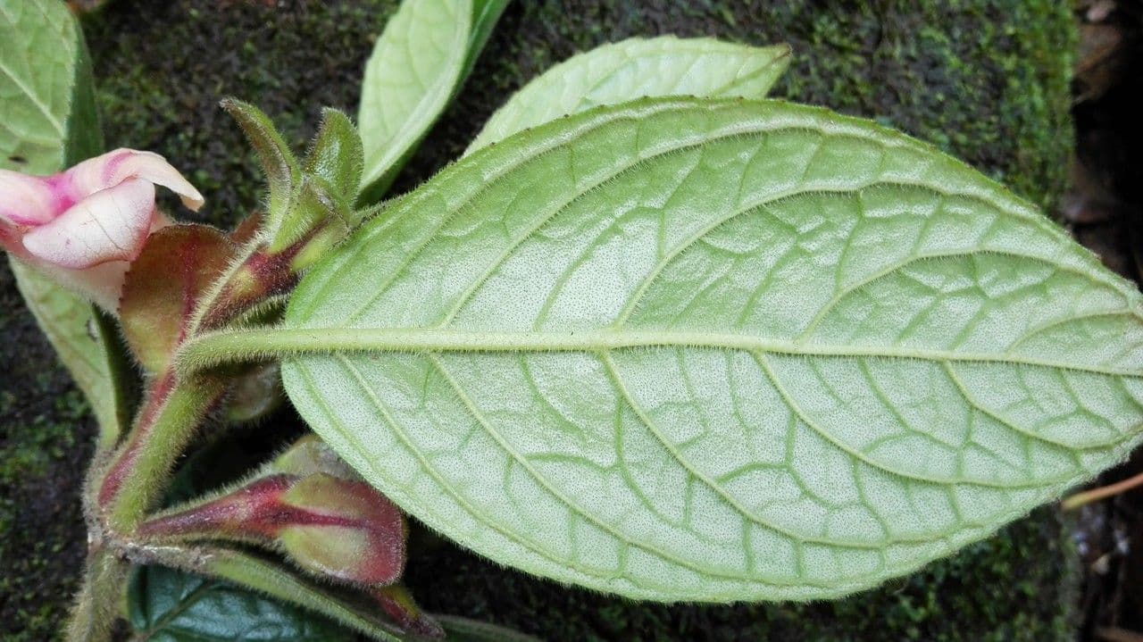 Drymonia alloplectoides 17