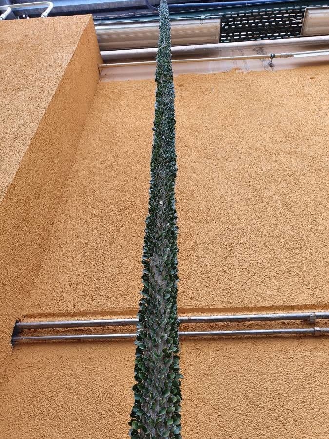 Alluaudia 2