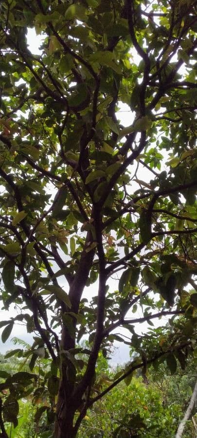 Pomme d'eau 13