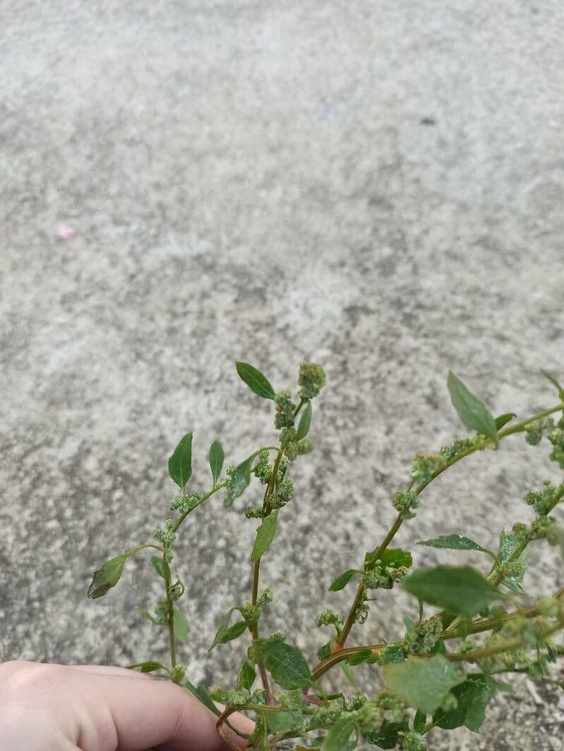 Appio selvatico 3