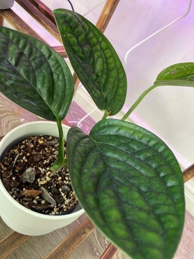 Monstera 10