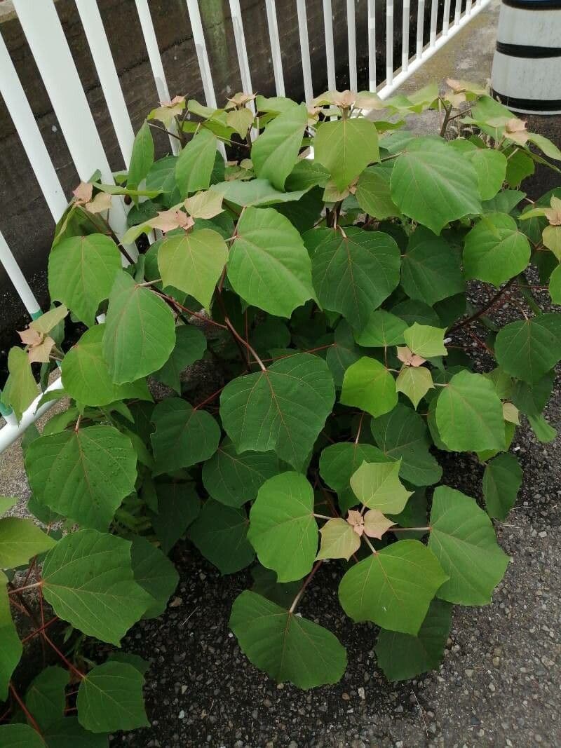 Mallotus japonicus 2