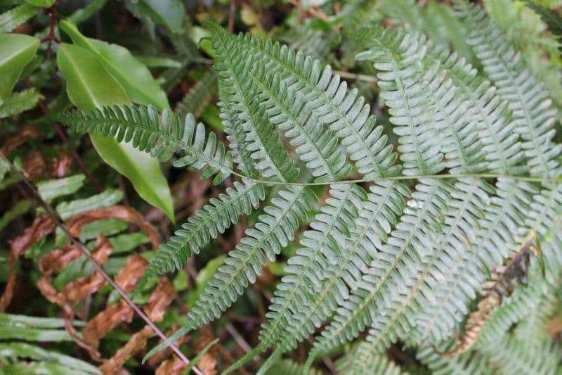 Pteris linearis 2