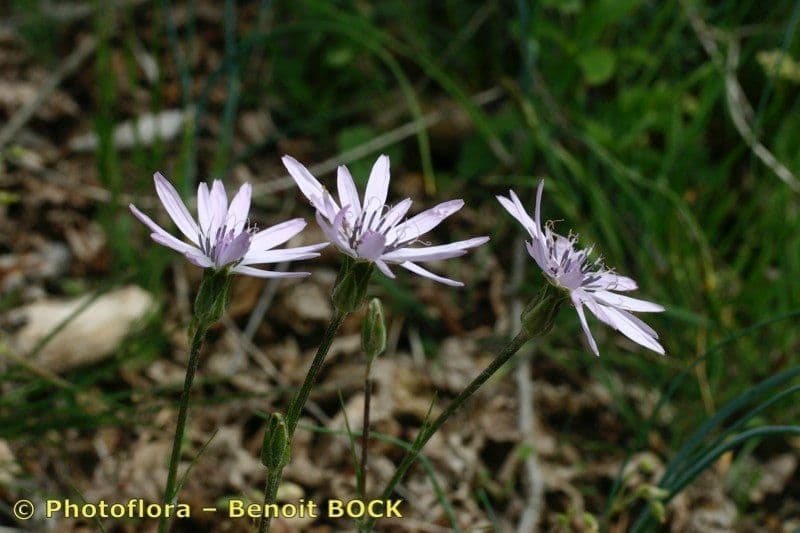 Podospermum 22