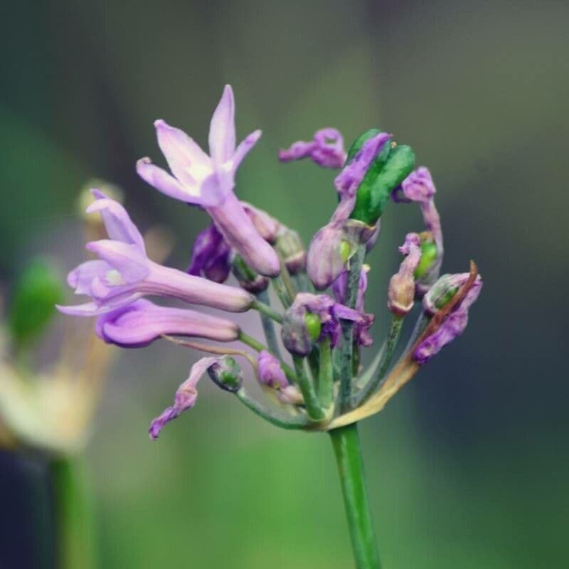 Tulbaghia 3