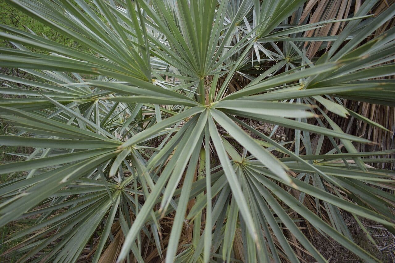 Trithrinax polny 9