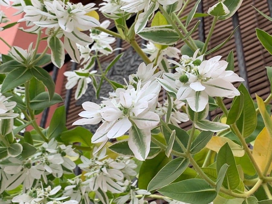 Euforbia marginata 7