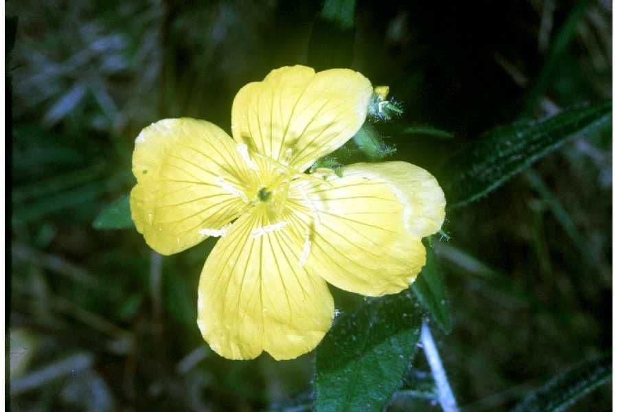 Pupalka chlupatá
