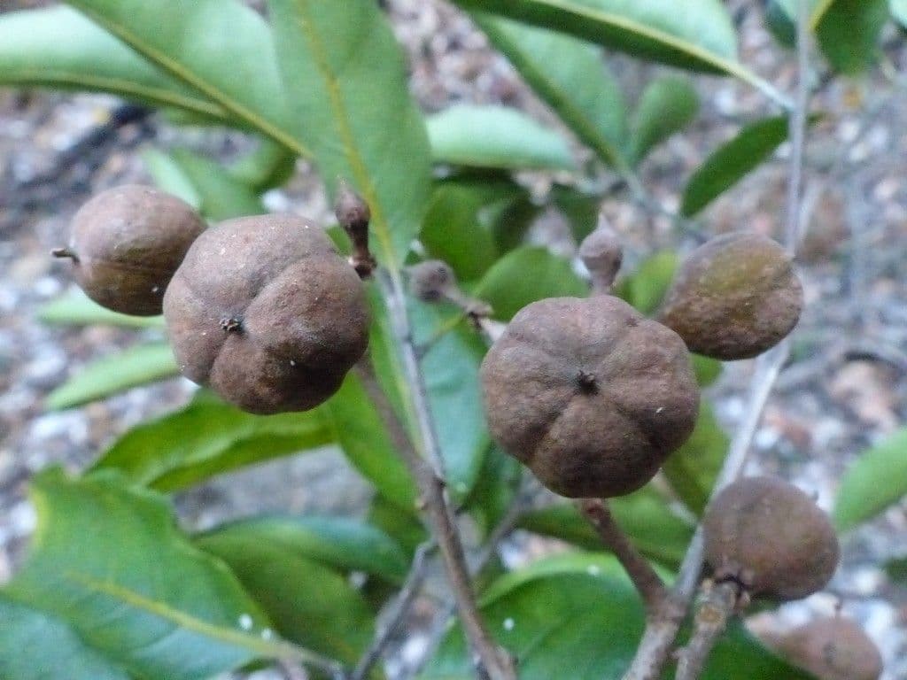 Cupaniopsis 2