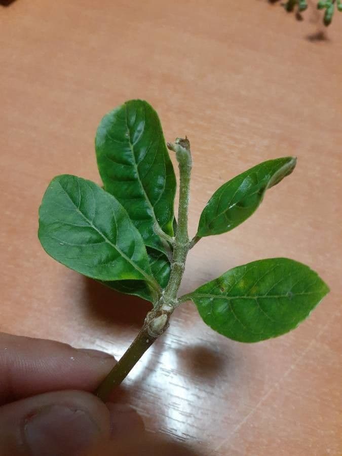 Lantana 20