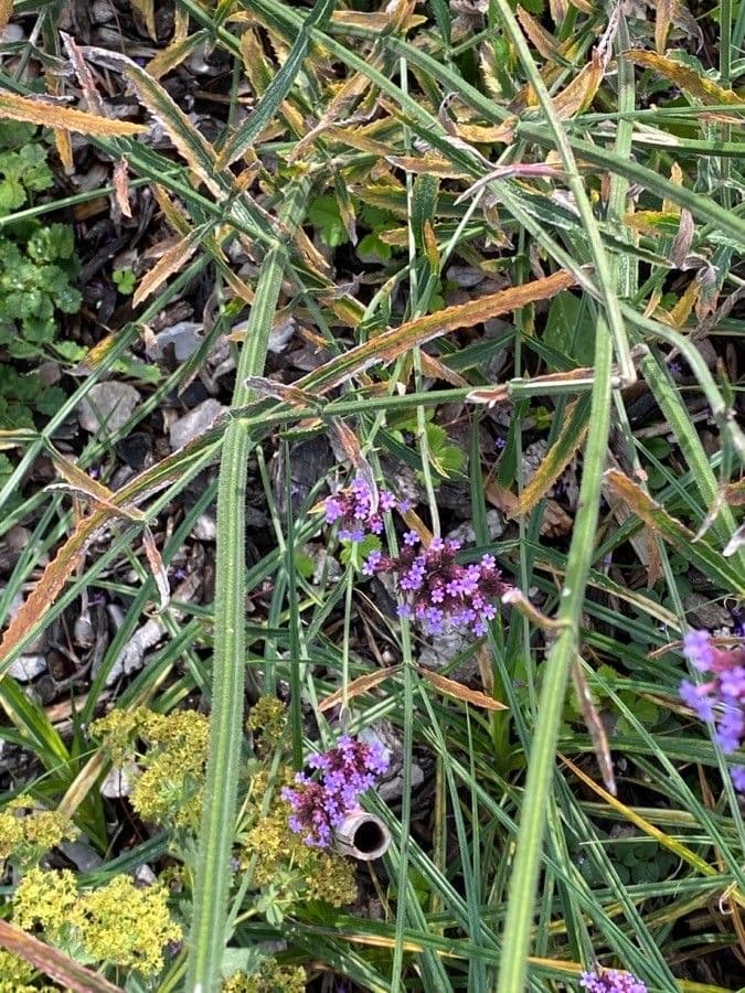 Verbena di Buenos Aires 23