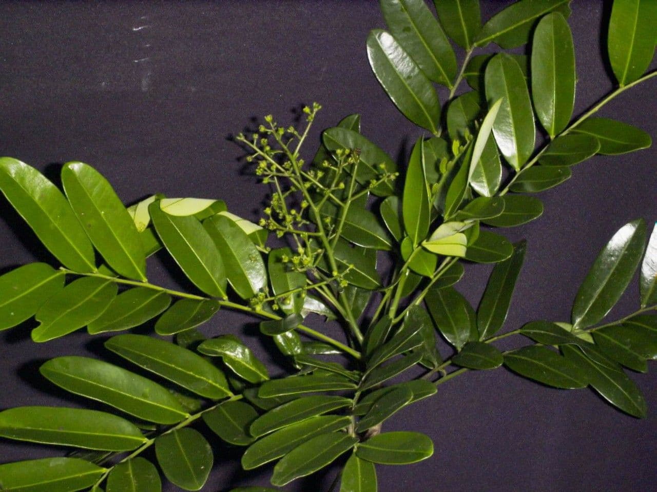Simaruba amara 21