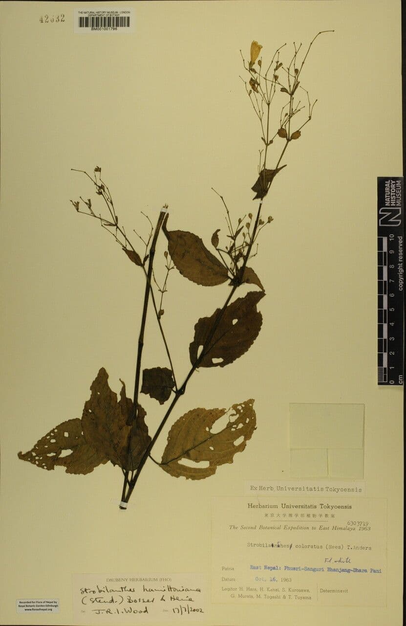 Strobilanthes 18