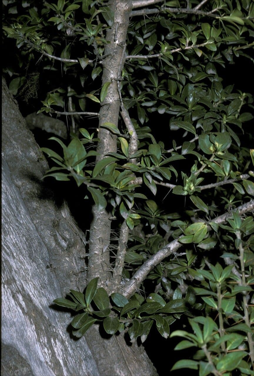 Archidasyphyllum 13
